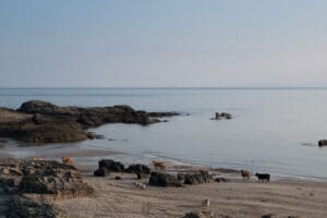 cows and sheep on isle of islay, scotland