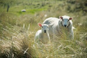 Sheep on the Isle of Coll