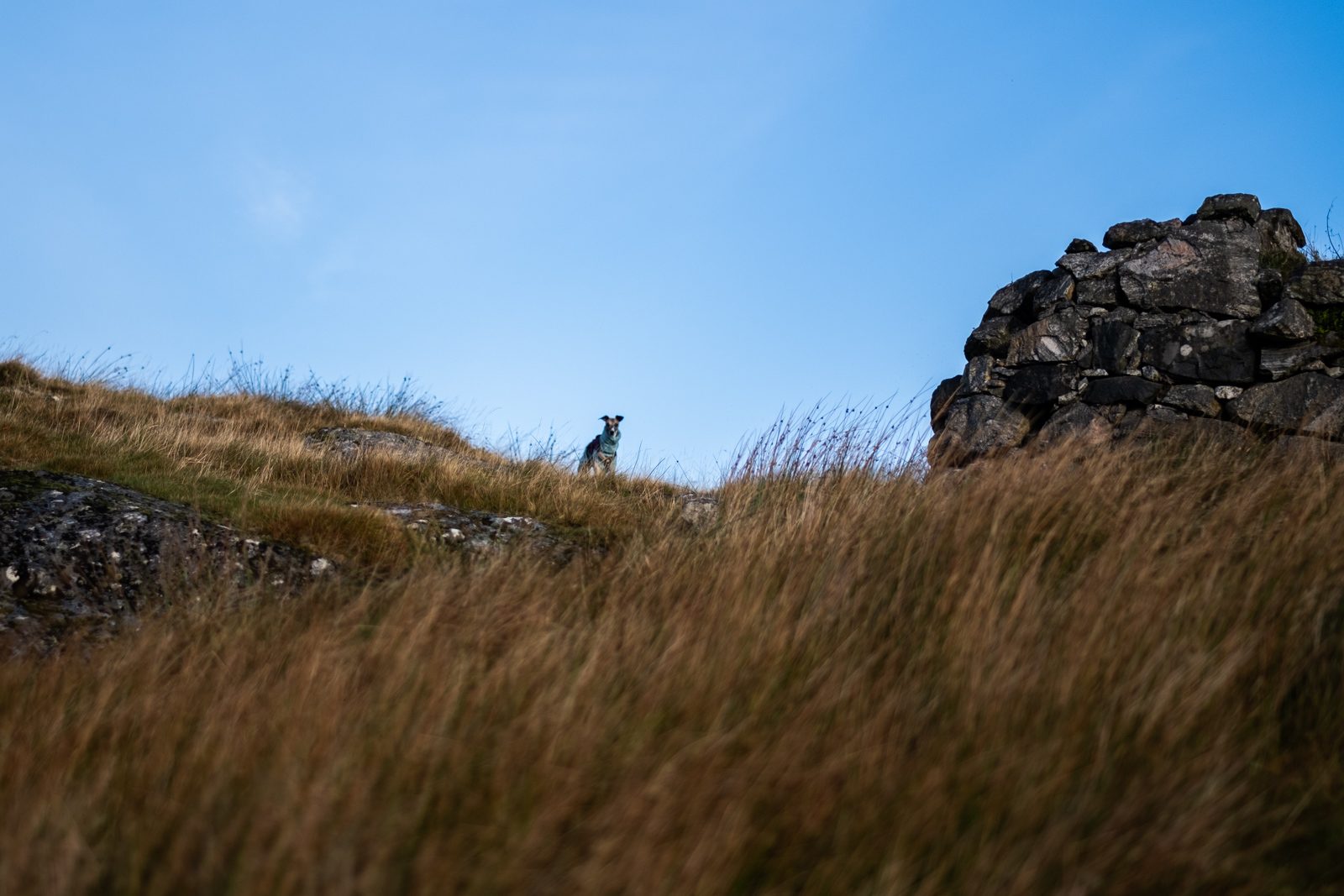 A whippet standing on a grassy hillside beside a stone ruin on a croft in the Bays of Harris
