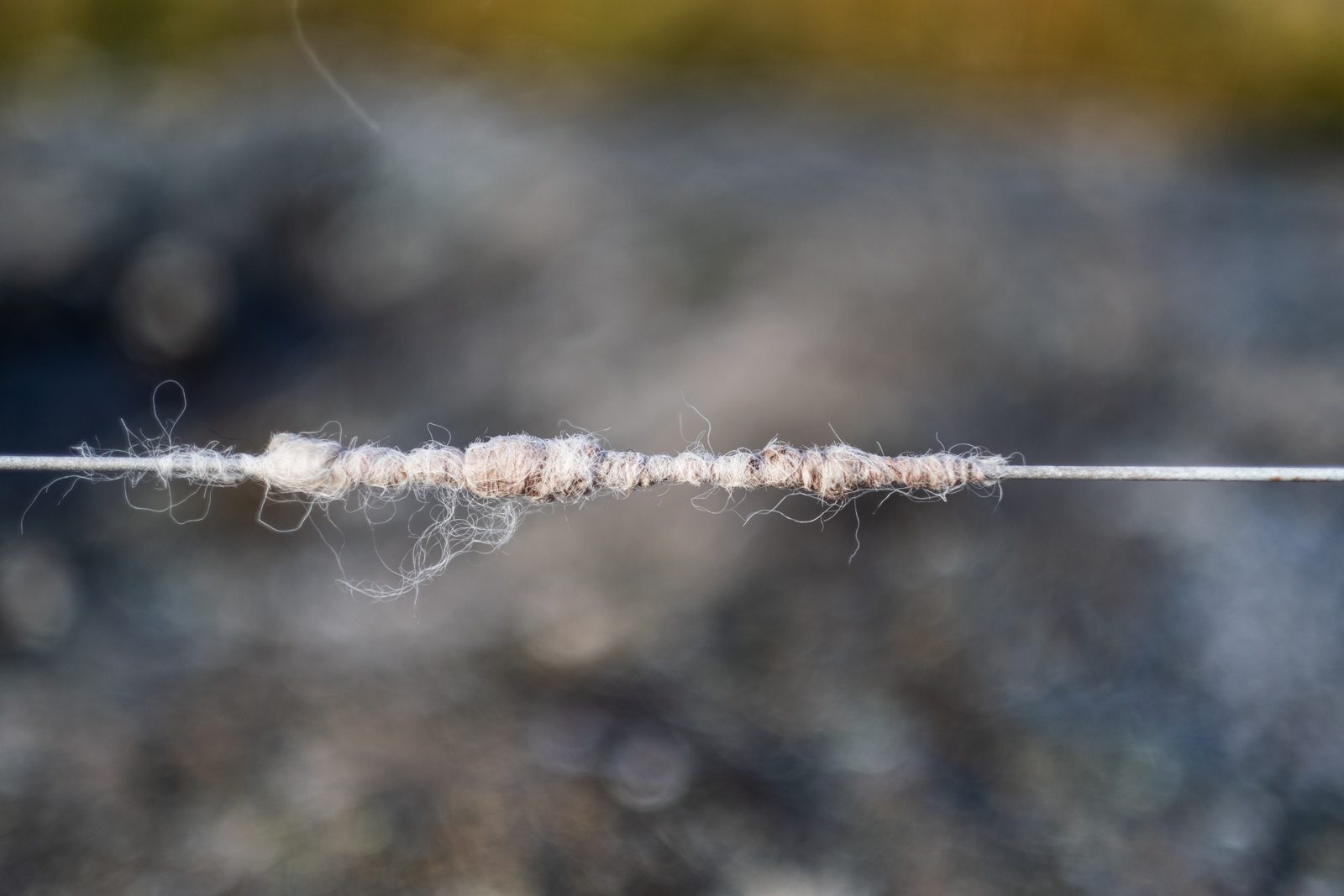 Sheep's wool caught on a wire fence, photographed with the Fujifilm 56mm f1.2