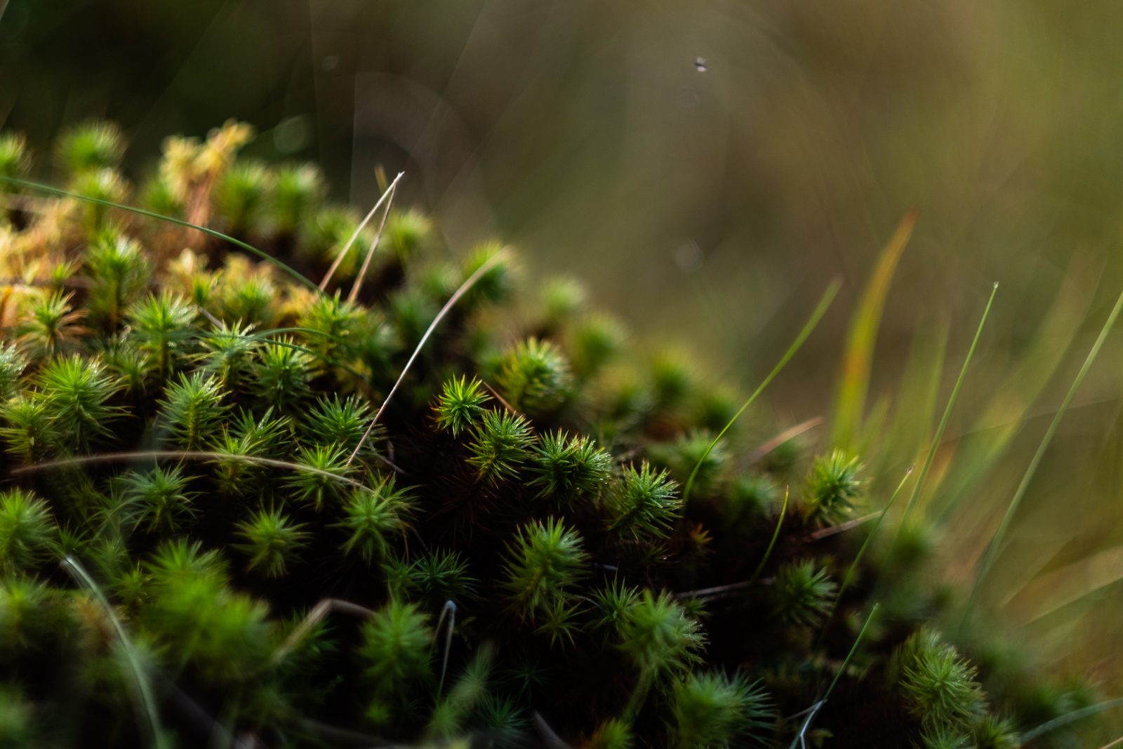 Close-up of bright green star moss on the Isle of Harris with a soft blurred background
