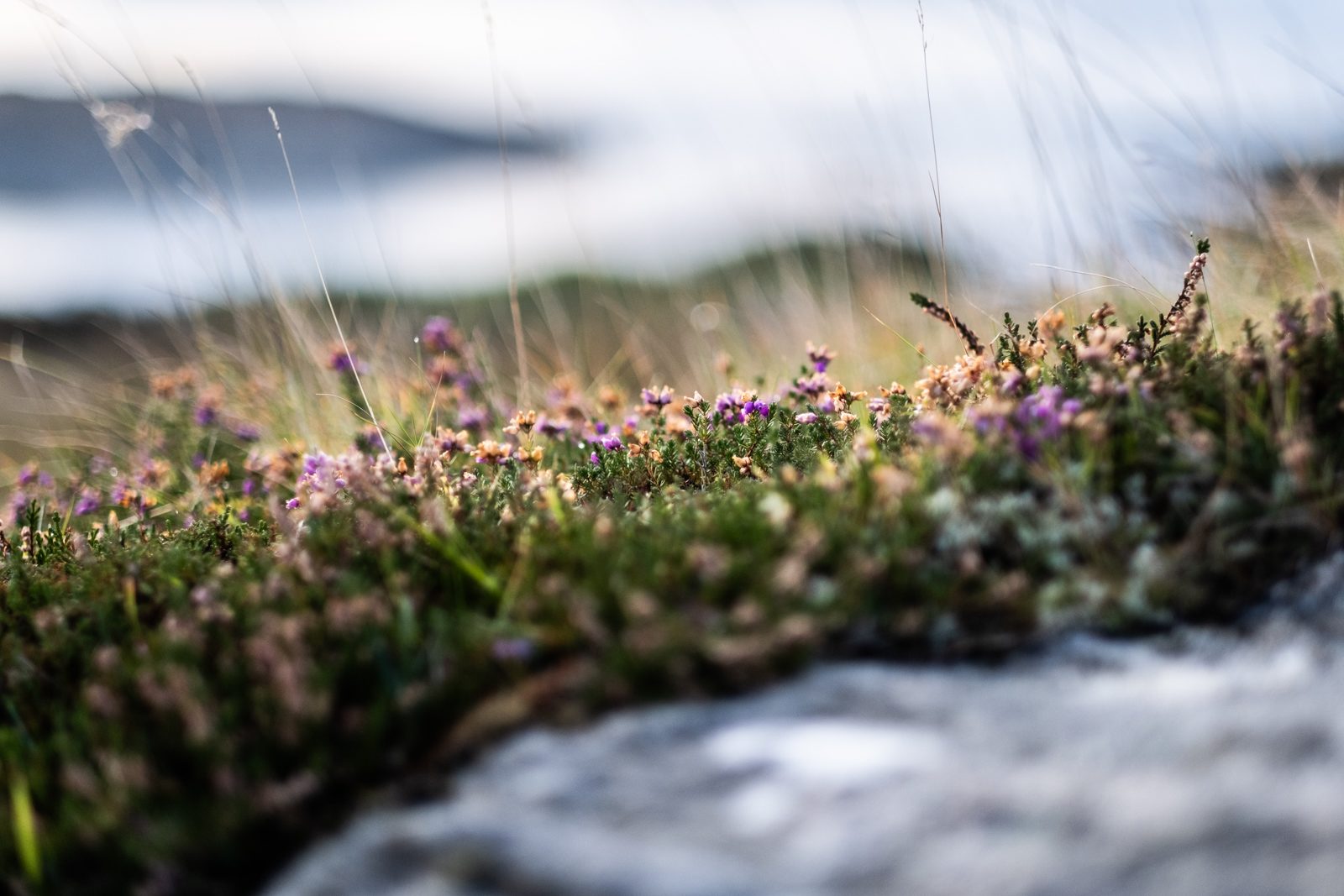 Pink heather growing on a rock with the sea and hills of the Bays of Harris blurred behind