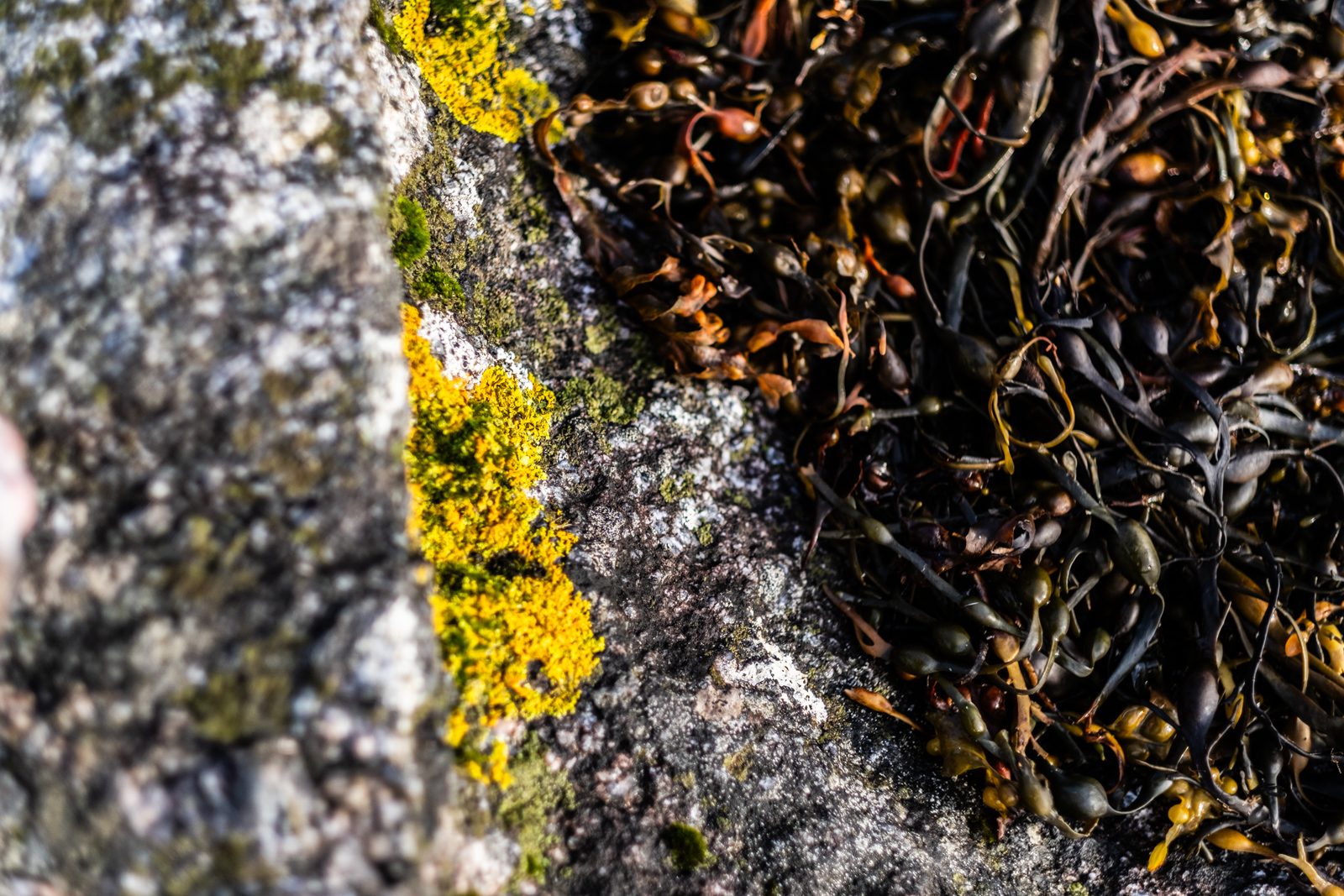 Yellow lichen on grey granite beside a tangle of dark seaweed on the Harris shore

