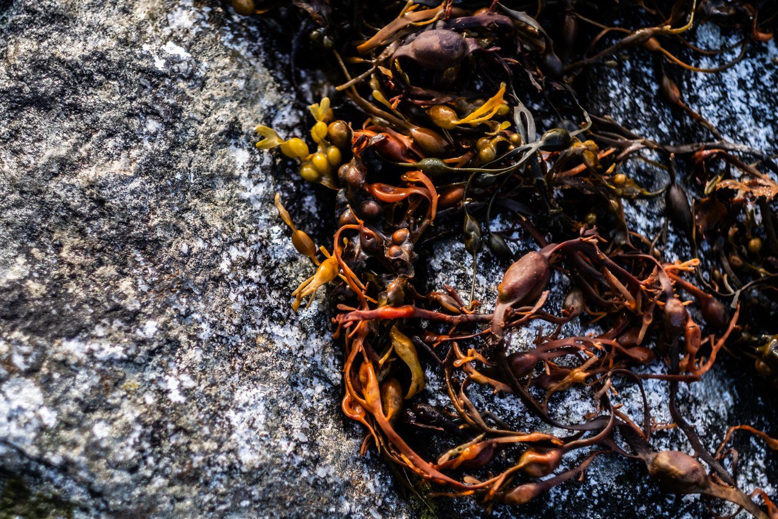 Orange and brown seaweed draped over speckled granite on the Isle of Harris