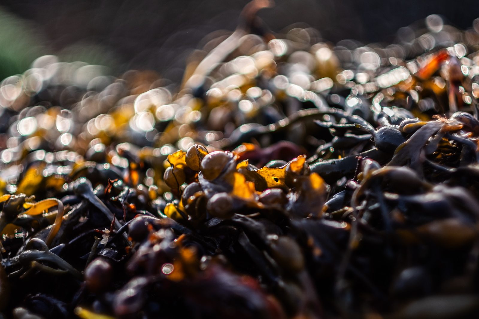 Glistening wet seaweed on the shore with soft bokeh from the Fujifilm 56mm f1.2